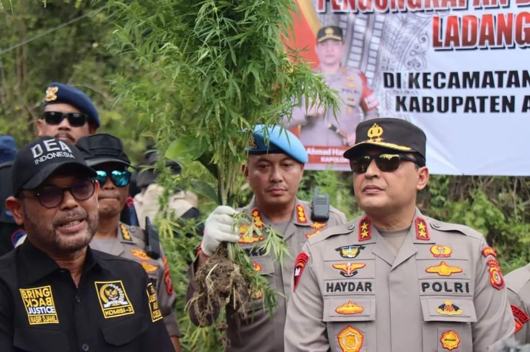Kapolda Aceh Musnahkan 11 Hektar Ladang Ganja di Aceh Besar