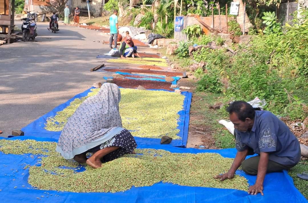 Petani Cengkeh Pulo Aceh Kembali Bergairah, Ini Sebabnya 1 FB IMG 1705581383165