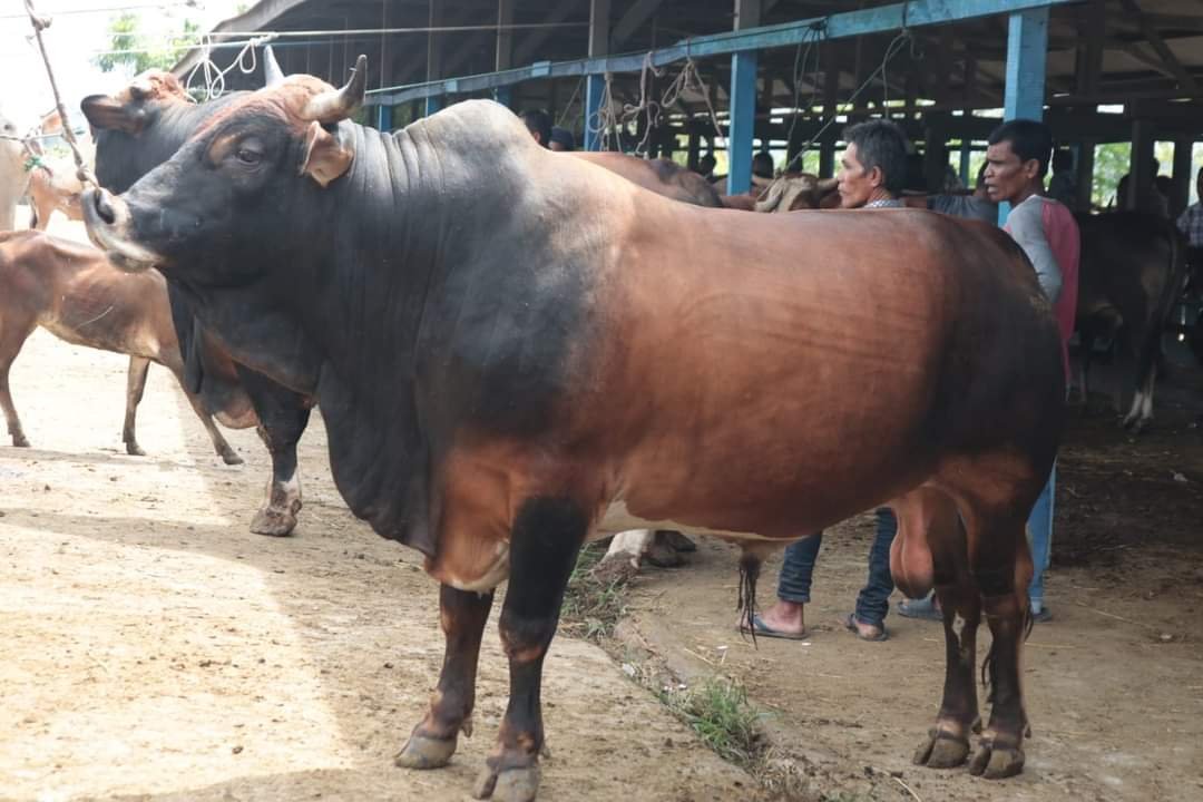 Menjelang Meugang Ramadhan, Transaksi Jual Beli Pasar Hewan Sibreh Masih Sepi