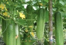 Jaga Ketahanan Pangan, Manfaatkan Lahan Kosong di Lingkungan Rumah Ataupun Tempat Kerja