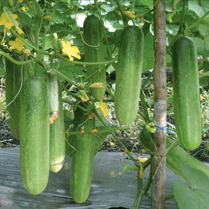 FB_IMG_1774767028737