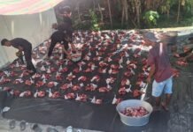 Hari Raya Idul Adha, Warga Dusun Selatan Cot Gapu Sembelih Dua Ekor Sapi