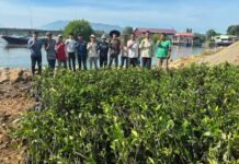 Mantap! DLHK Aceh Fasilitasi Penanaman 19.200 Batang Mangrove di Lamteh Peukan Bada